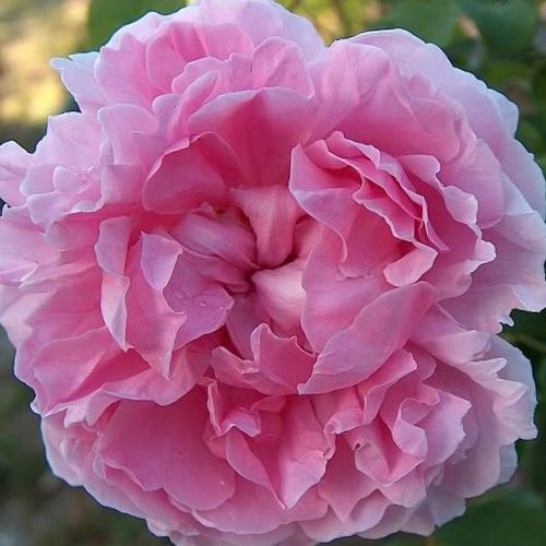Shop - Rosa Ausglisten - rosa - englische rosen - diskret duftend - David Austin - Ihre eleganten, warmrosa Blütenblätter bieten einen angenehmen Anblick neben Blumen der warmen Farbtöne.